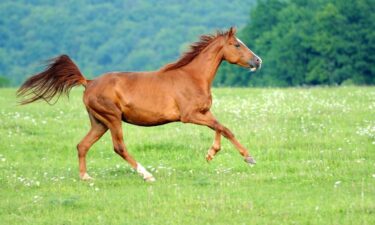 紗栄子の現在は?社長としての年収がスゴい!芸能人から牧場経営・社会活動家へ